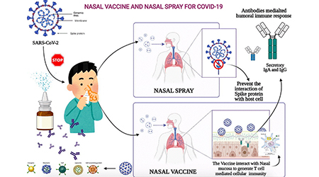 【新冠专栏】近百项吸入式疫苗研发进行时，粘膜免疫效果该如何评价？