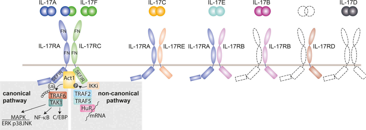 IL-17及其受体家族