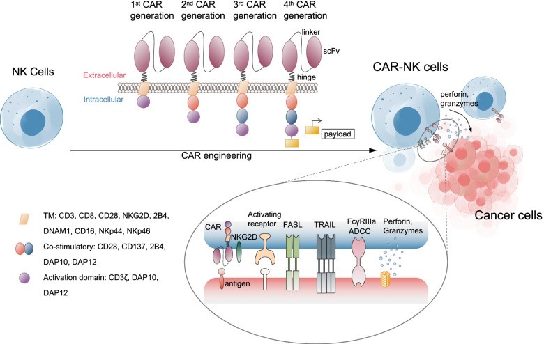 CAR-NK细胞的构建