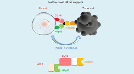 【靶点聚焦】NKp46展露锋芒，推动新一代癌症免疫疗法