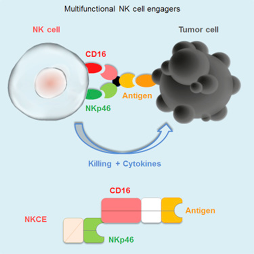 NKp46-NKCE结构和作用机制（图片来源：Cell）