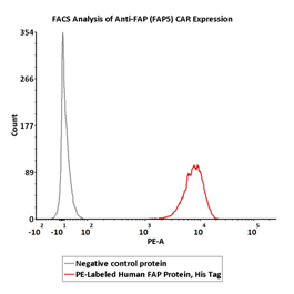 经流式验证适用于Anti-FAP CAR阳性表达率检测