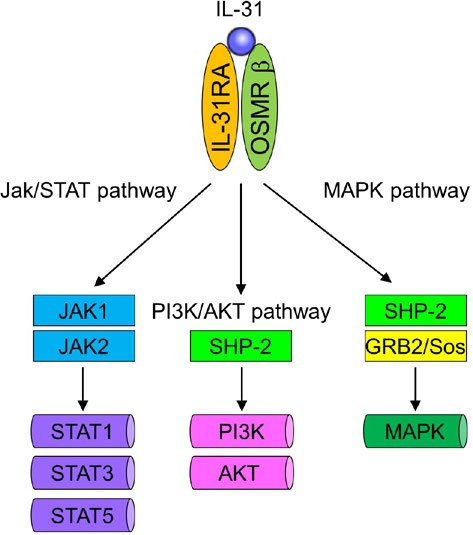 IL-31的信号通路 