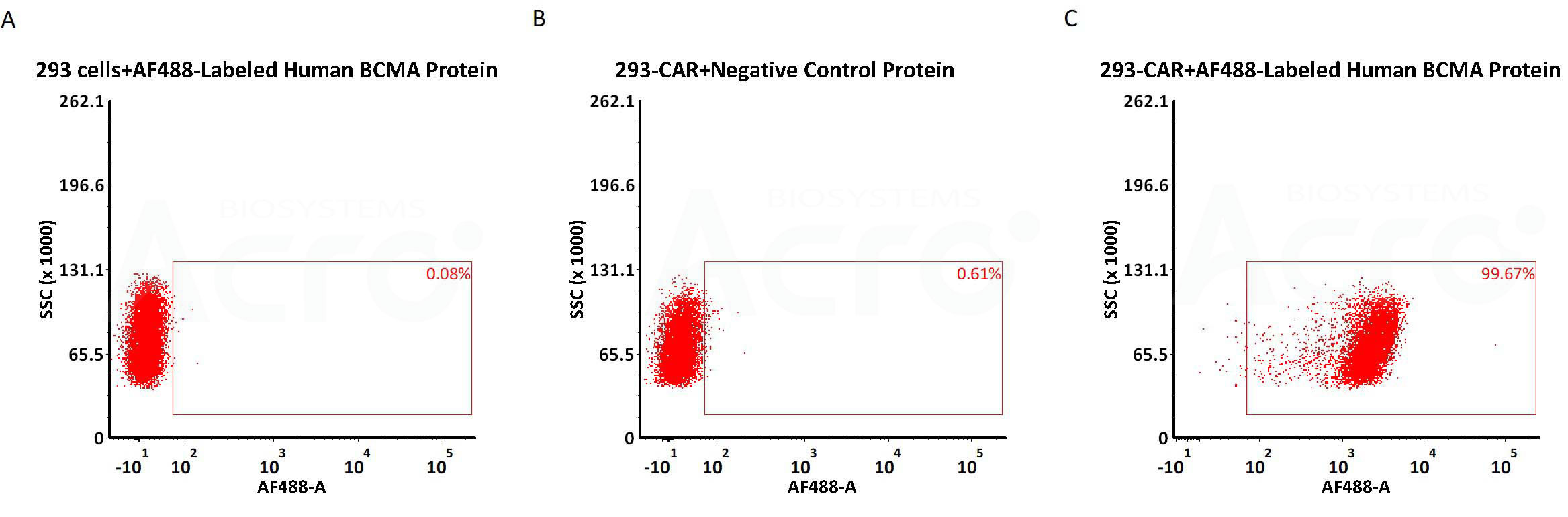 AF488荧光标记 BCMA蛋白可高活性检测BCMA CAR表达