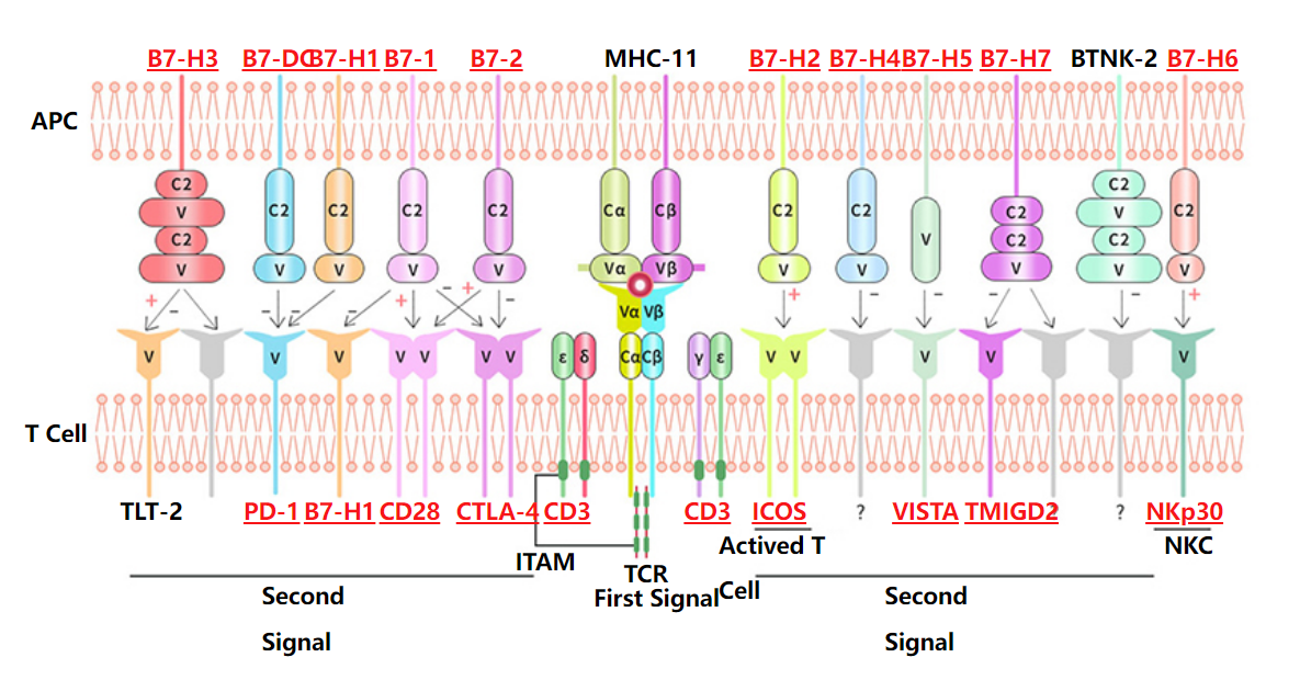 B7-CD28家族：免疫调节中重要协同刺激途径