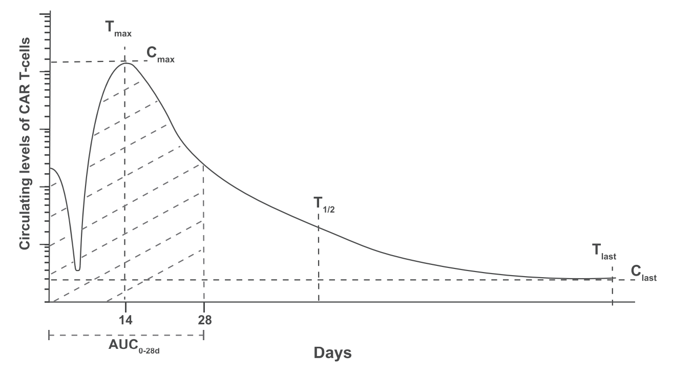 CAR-T细胞药物典型的时间-浓度药代动力学曲线