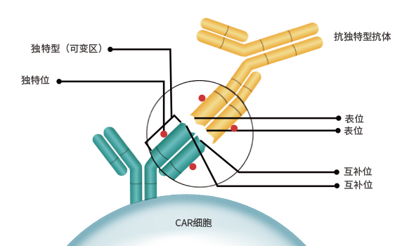 抗独特型抗体可特异性识别CAR scFv