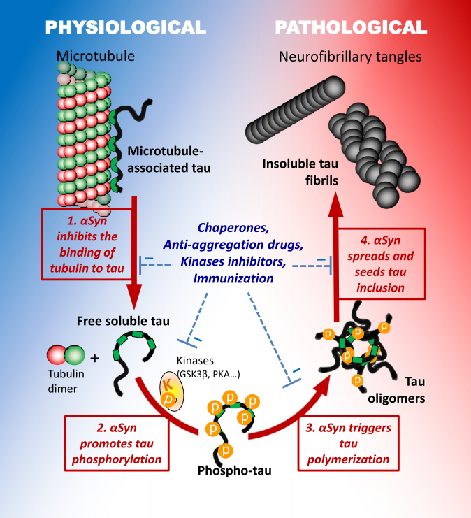 Tau蛋白与α-Syn蛋白相互作用的假设途径