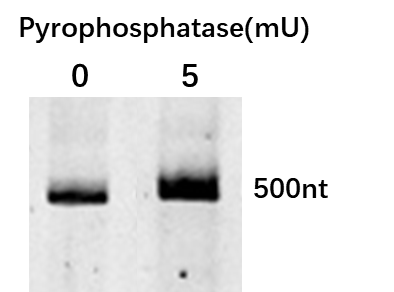 加入Pyrophosphatase, Inorganic (yeast) （Cat. No. PYE-S5143）后可以增加RNA产量约2倍