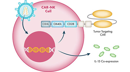 【前沿进展】冉冉新星-通用型CAR-NK细胞疗法