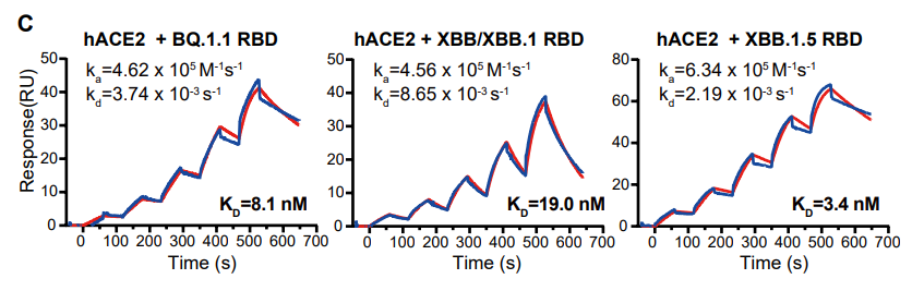 SPR检测SARS-CoV-2 BQ.1.1、XBB/XBB.1和XBB.1.5 RBD 与hACE2 结合亲和力