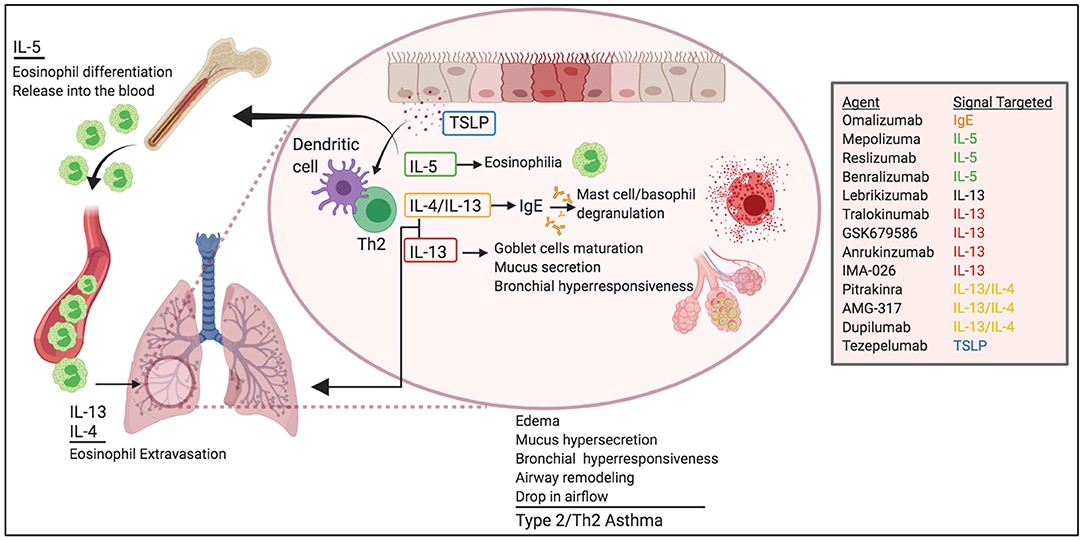 Th2细胞及其细胞因子在过敏性哮喘中的致病作用