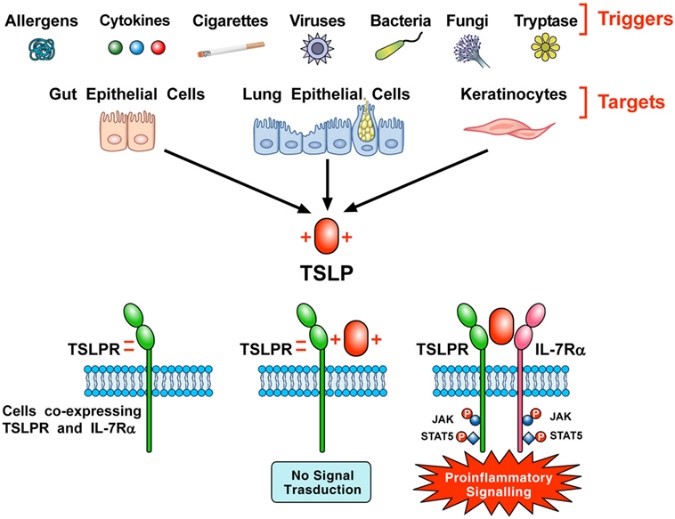 TSLP及其信号复合物与细胞靶标表面的协同调节机制