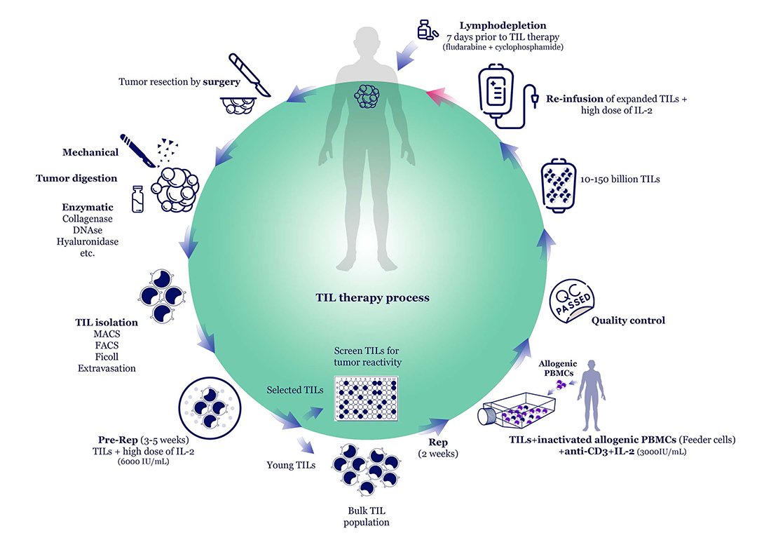 TIL疗法的生产过程 Frontiers in immunology, 13, 1018962.