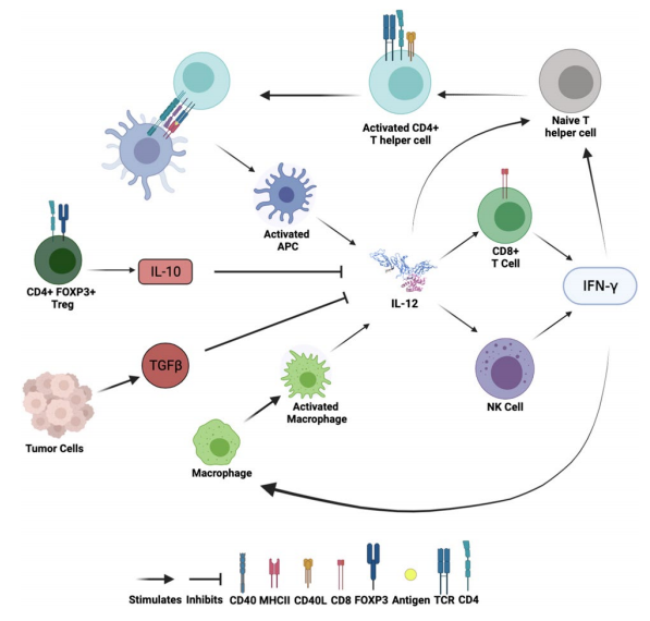 IL-12在先天性和适应性免疫中的作用