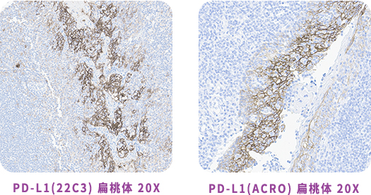 PD-L1抗体开发