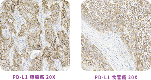 PD-L1抗体开发