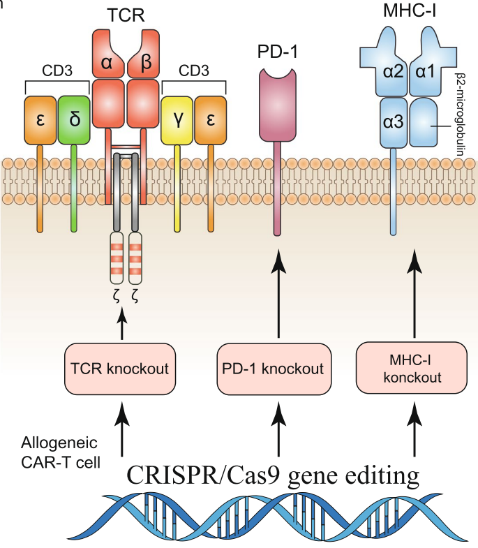 使用CRISPR/Cas9技术制备通用型CAR-T细胞