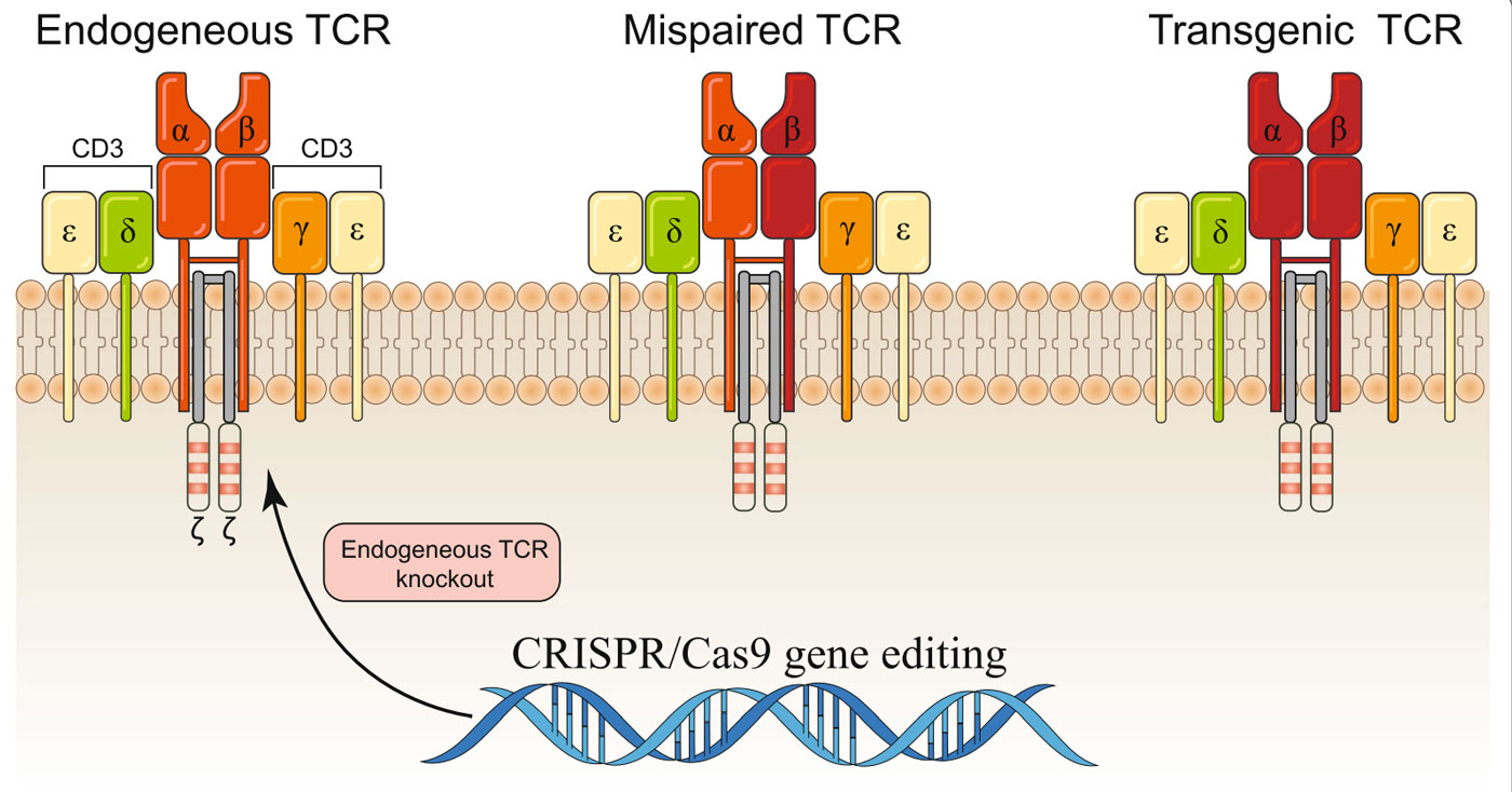 CRISPR/Cas9系统在TCR-T细胞治疗中的应用
