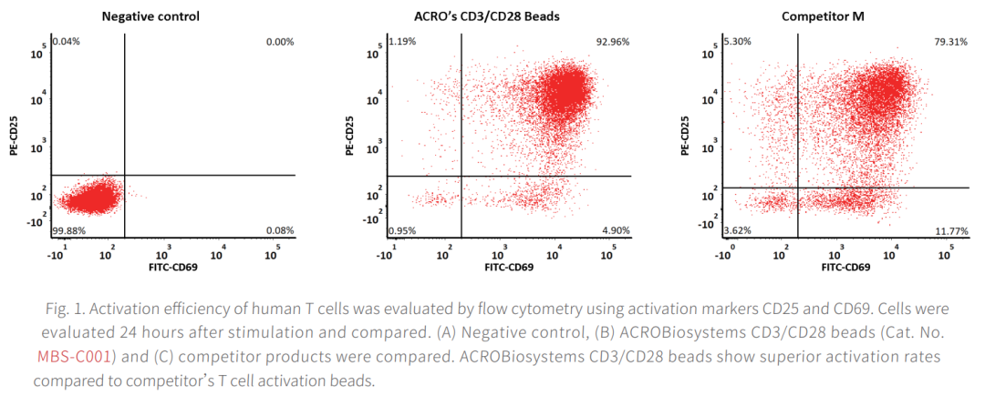 CD3/CD28抗体偶联磁珠激活T细胞