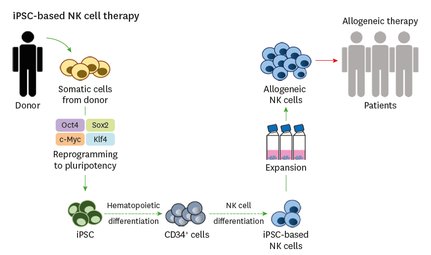 基于iPSC的NK细胞疗法示意图