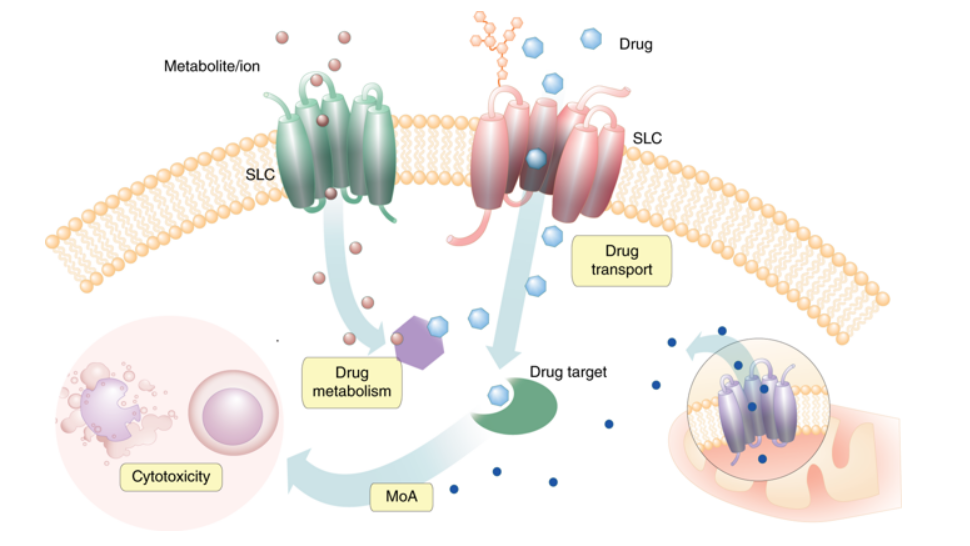 SLC跨膜转运蛋白及其在细胞毒性耐药中的广泛作用