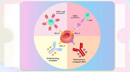 【最强组合】肺癌治疗热门靶点——DLL3 & Notch