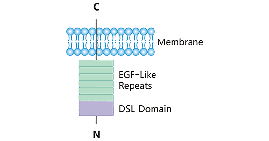 DLL3结构示意图