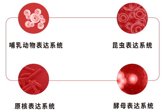 多种不同的宿主细胞表达系统