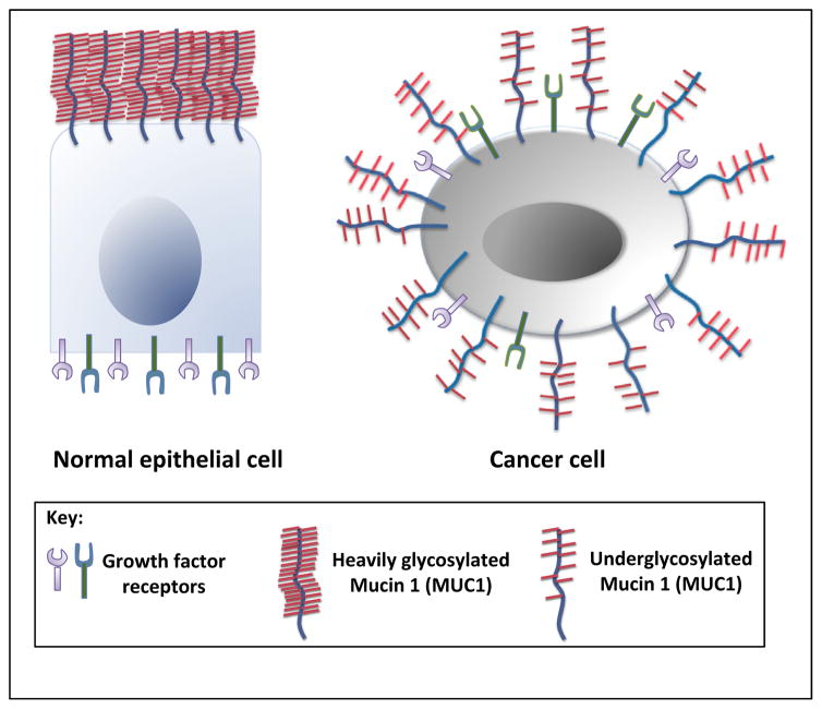 MUC1在癌细胞中的过表达和极性缺失