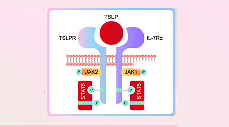 【靶点聚焦】——TSLP/TSLP R：炎症、癌症药物开发重要靶点