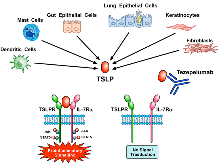 Tezepelumab可抑制TSLP以达到治疗哮喘的目的