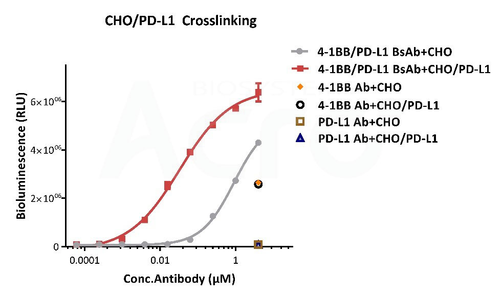 4-1BB x PD-L1双抗功能活性