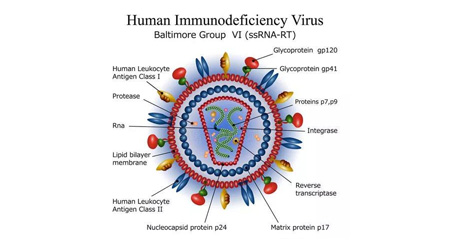 人类免疫缺陷病毒