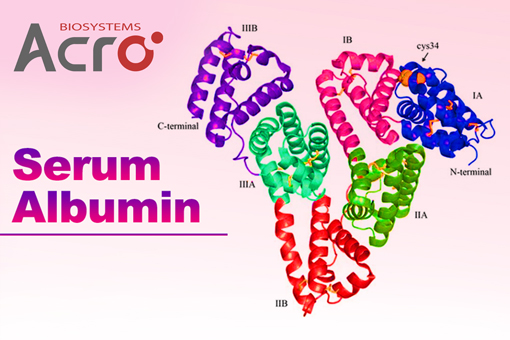 重组血清白蛋白