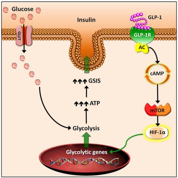 GLP-1 受体信号通过mTOR依赖性HIF-1α激活促进β细胞葡萄糖代谢
