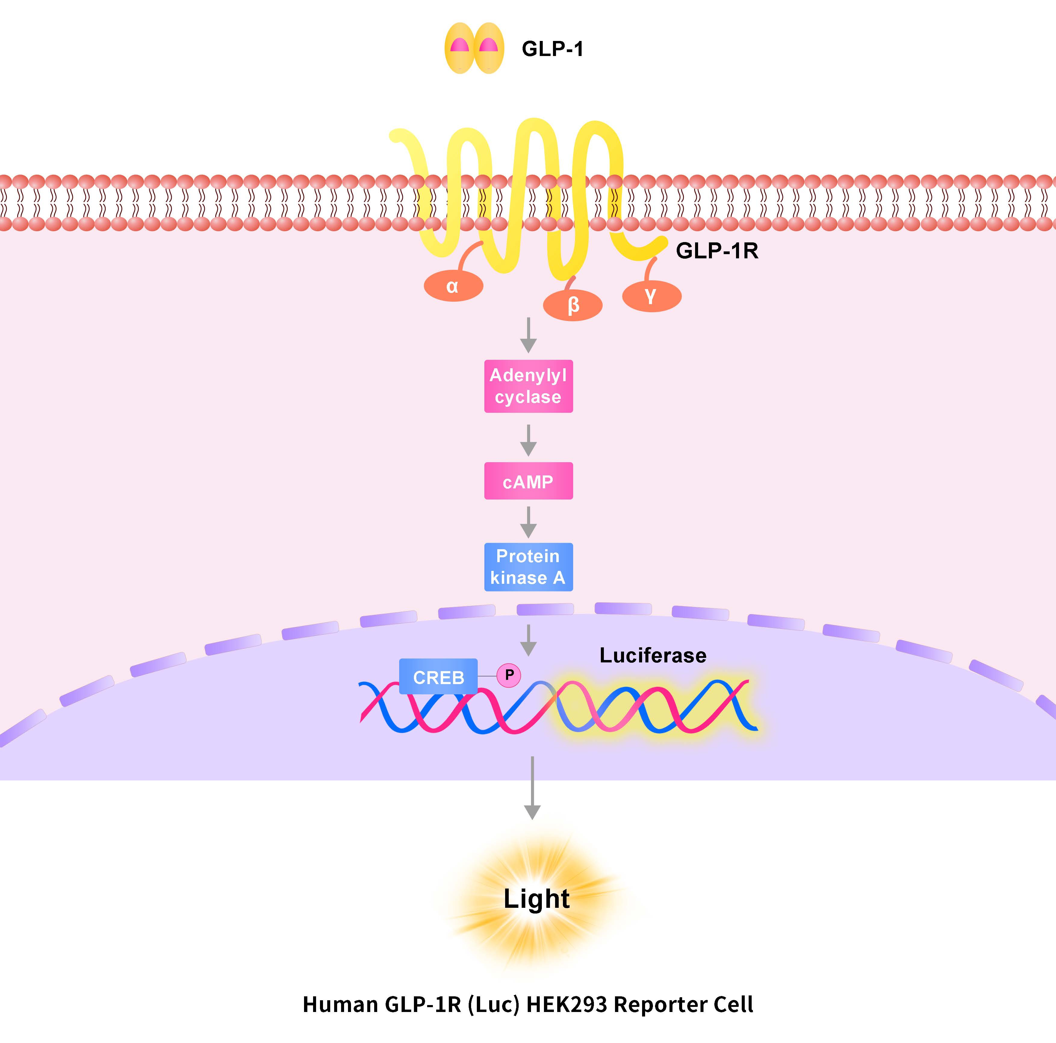 GLP-1R报告基因细胞株原理图