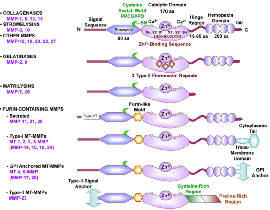 MMPs亚型及其结构