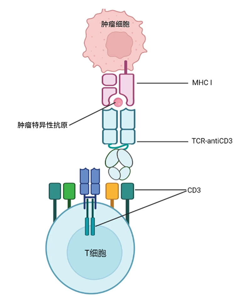 TCR可溶蛋白药物的作用原理