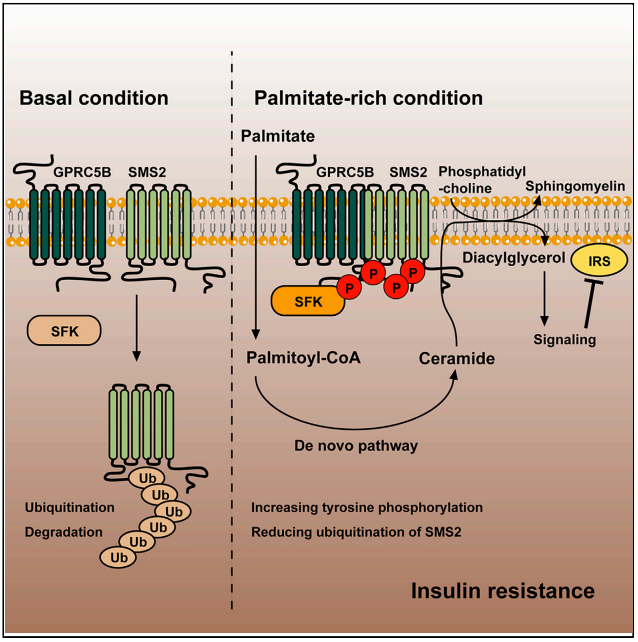 GPRC5B在胰岛素抵抗中的作用示意图