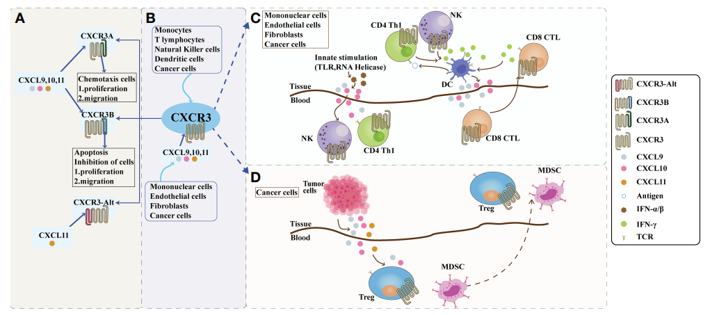 CXCR3及其配体在肿瘤微环境中的作用