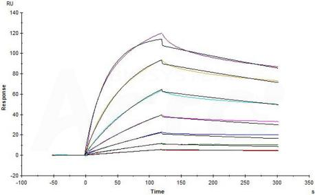 活性 (Bioactivity) -SPR