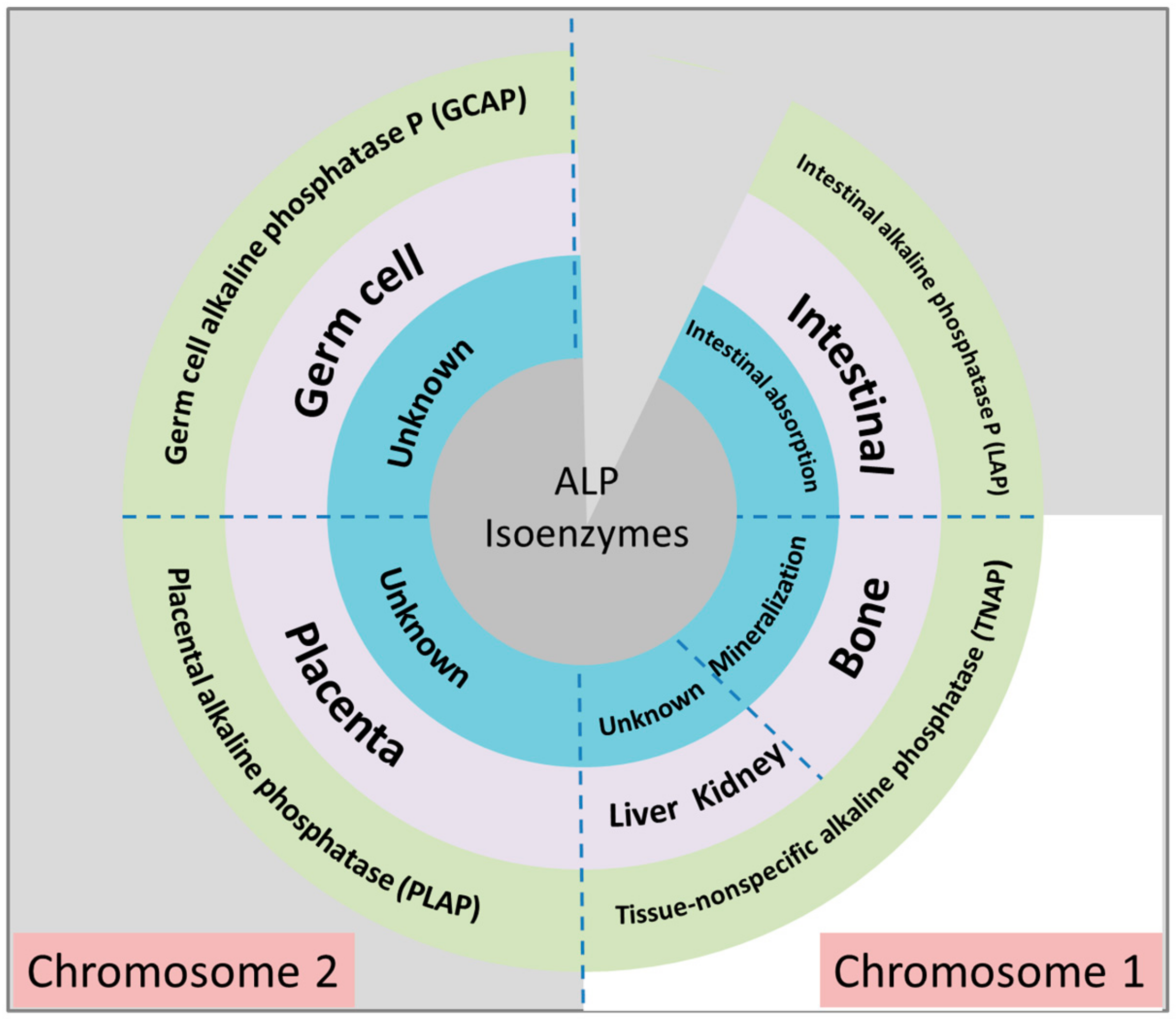 不同的ALP同工酶