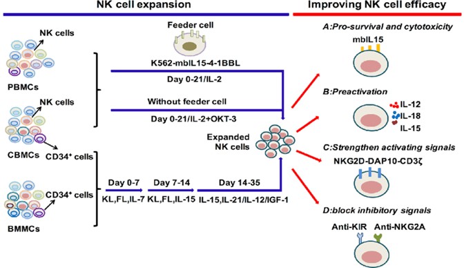 IL-2等细胞因子调节下的NK细胞体外扩增培养