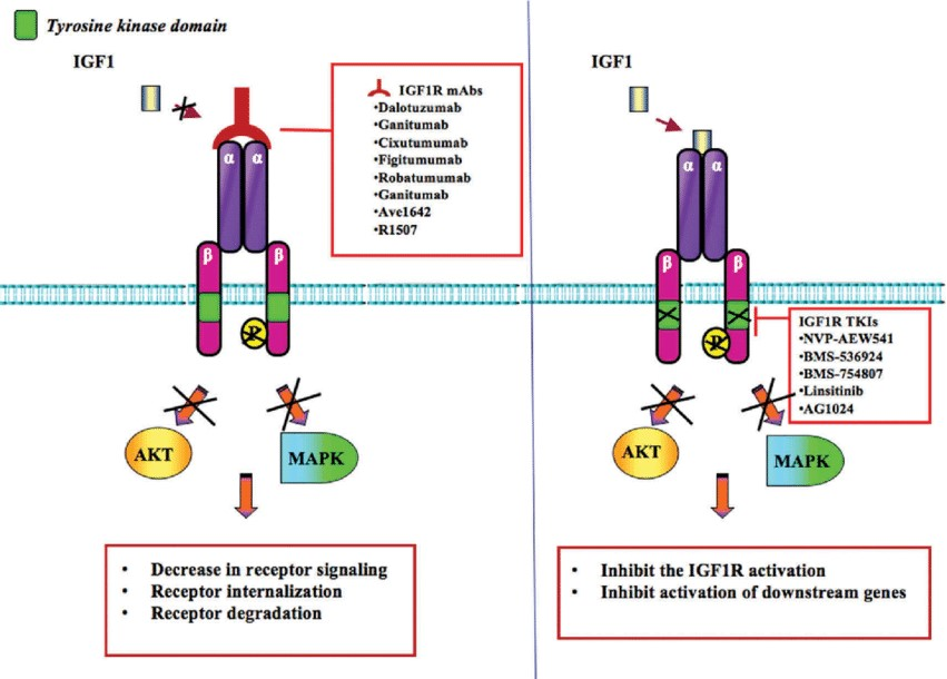 IGF1R和小分子抑制剂作用示意图