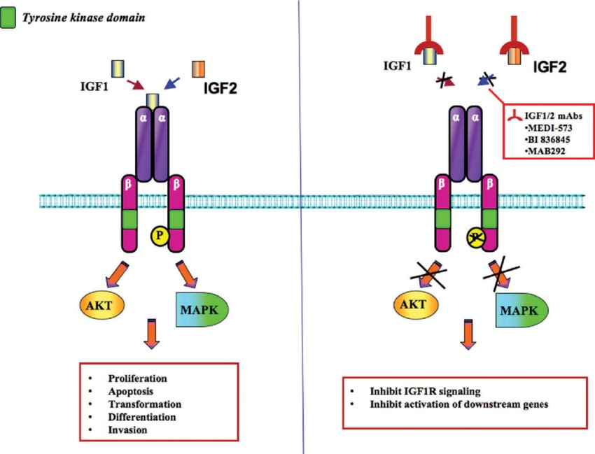 IGF1 和 IGF2配体靶向示意图