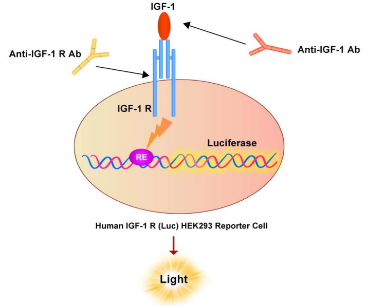 IGF-1R报告基因细胞株原理图