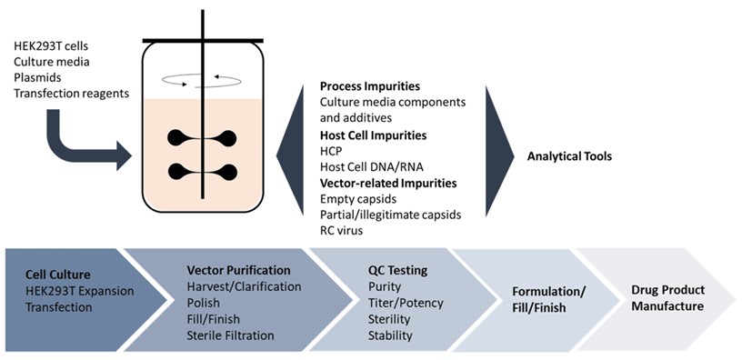 Generalized workflow for viral vector manufacturing