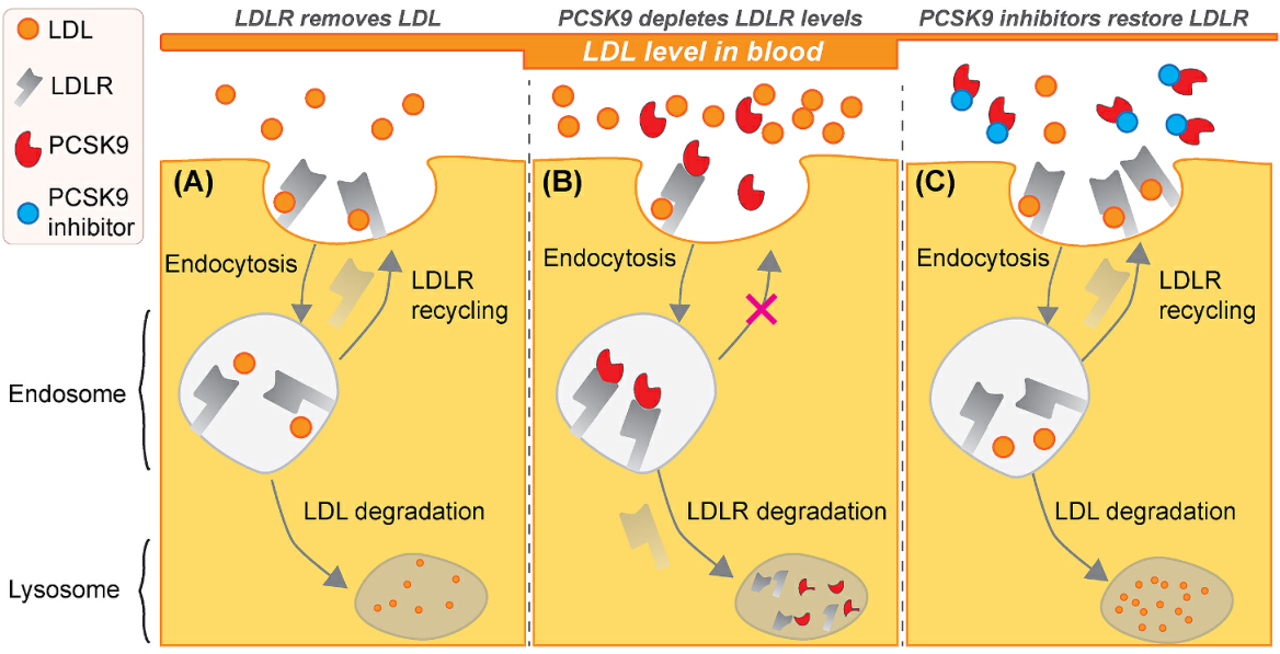 PCSK9与PCSK9抗体调节LDL-C机制示意图