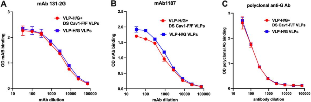 抗G蛋白单克隆抗体对仅由G或同时由F和G蛋白组装的VLPs的结合情况
